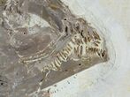 Beautiful, Phareodus Fish Fossil - Scarce Species #50990-3